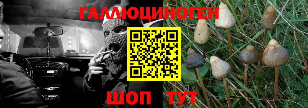Псилоцибиновые грибы Cubensis Назрань